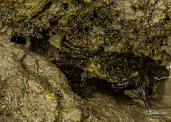 Metopograpsus thukuhar