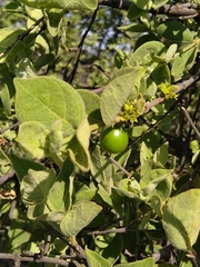 Vangueria parvifolia