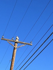 Buteo jamaicensis calurus