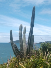 Cereus hildmannianus