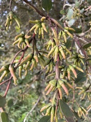 Eucalyptus conferruminata