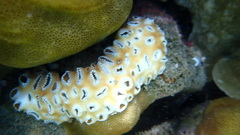 Palythoa