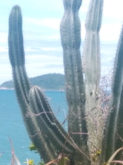 Cereus hildmannianus