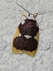 Lobobasis niveimaculata