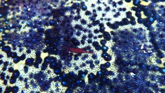 Zenopontonia soror