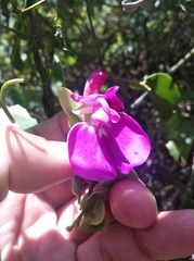 Canavalia bonariensis