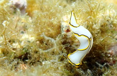 Chelidonura pallida