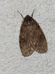 Lymantria sarantuja