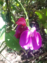 Canavalia bonariensis