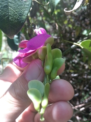 Canavalia bonariensis