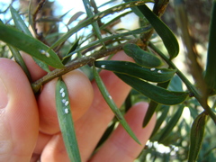 Madarococcus totarae