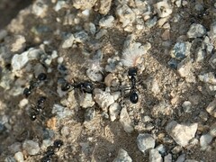 Veromessor pergandei