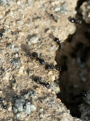 Veromessor pergandei