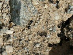 Veromessor pergandei