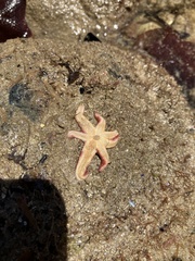 Allostichaster polyplax