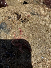 Allostichaster polyplax