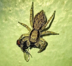 Menemerus bivittatus