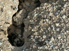 Veromessor pergandei