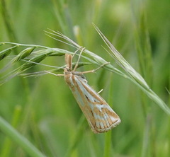 Hednota pleniferellus