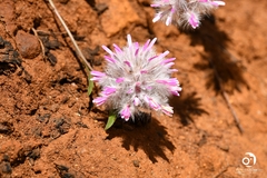 Ptilotus manglesii