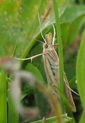 Hednota pleniferellus