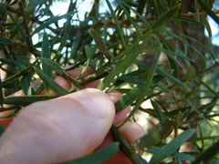 Madarococcus totarae