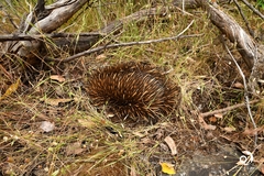Tachyglossus aculeatus acanthion