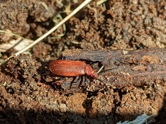 Pyrochroa serraticornis