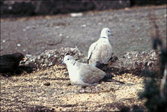 Streptopelia decaocto