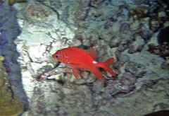 Sargocentron caudimaculatum