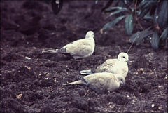 Streptopelia decaocto