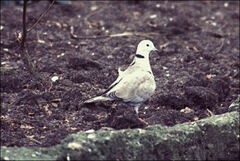 Streptopelia decaocto