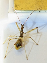 Epidaus sexspinus