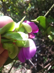 Canavalia bonariensis