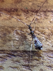 Epidaus sexspinus