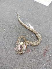 Malayopython reticulatus