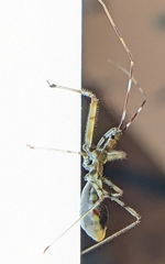 Epidaus sexspinus