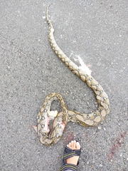 Malayopython reticulatus