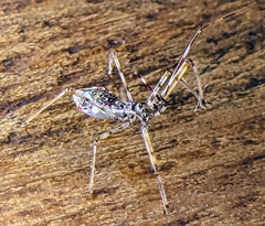 Epidaus sexspinus