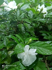 Tabernaemontana divaricata