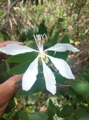 Bauhinia affinis