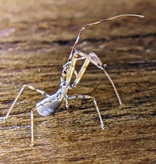 Epidaus sexspinus