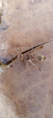 Ropalidia guttatipennis