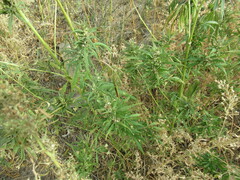 Cannabis sativa spontanea