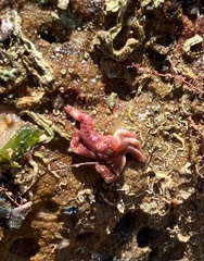 Allostichaster polyplax