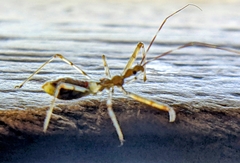 Epidaus sexspinus