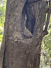Tarsius spectrumgurskyae