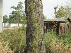 Cannabis sativa spontanea