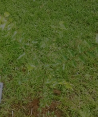 Coccoloba krugii × Coccoloba uvifera