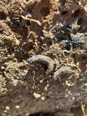 Neoamphicyclus mutans